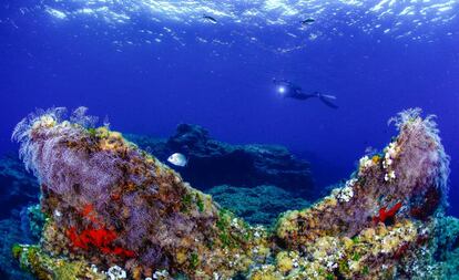 En la Costa Cálida la biodiversidad de los fondos marinos es excepcional, y la exploración de los pecios sumergidos aumenta el embrujo de la experiencia.