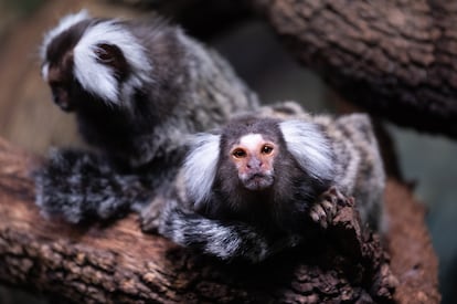 Monos titis