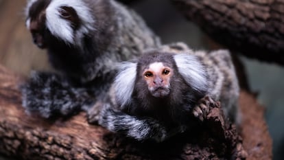 Un tití común (Callithrix jacchus), también conocido como tití de mechones blancos o tití de orejas blancas, fotografiado en su recinto en el Zoológico Faunia