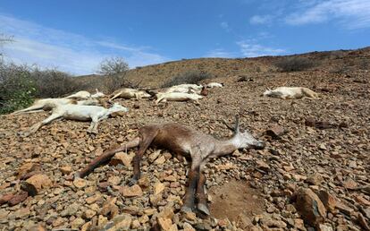Cadáveres de cabras esparcidos por los alrededores de Jidhi. En los últimos tres meses, familias como la de Amina Ibrahim Shirwa y su familia han perdido unas 25 cabras, ovejas y vacas debido a una violenta sequía que ha devastado el ganado y los cultivos en el norte de Somalia.