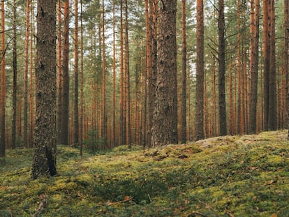 Magic pinewood lawn. Dark toned green forest. Beautiful natural background