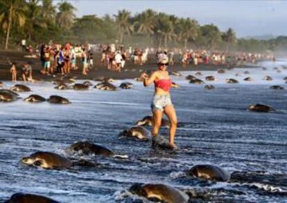 Turistas caminando entre tortugas en Costa Rica.