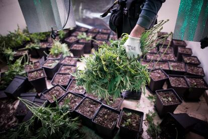 2/8/2016 FOTO: PEPE MARIN
REDADAS DEL SERVICIO DE INVESTIGACION DE LA GUARDIA CIVIL DE GRANADA CONTRA EL CULTIVO Y VENTA DE MARIHUANA .
GRANADA ESTA CONSIDERADA COMO  EL PRINCIPAL FOCO DE CULTIVO Y VENTA DE ESTA DROGA EN ESPAÑA Y UNA DE LAS PRIMERAS A NIVEL INTERNACIONAL.
EN LA FOTO , LOS AGENTES DURANTE UNA OPERACION EN LA LOCALIDAD E ATARFE (GRANADA)