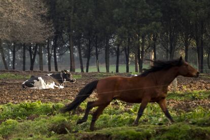 Una vaca frisona de la raza Holstein en los pastos donde vive en libertad.