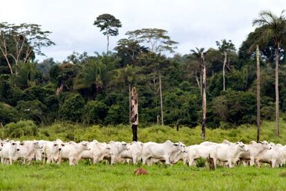 Brasil ha conseguido reducir un 70% su deforestación.