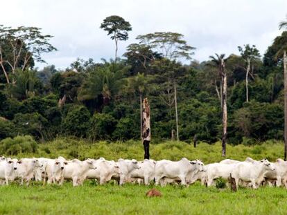 Brasil ha conseguido reducir un 70% su deforestaci&oacute;n.