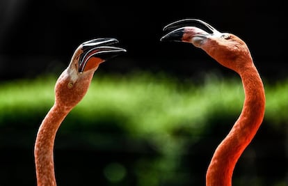 Dos flamencos en el zoo de Dresde (Alemania), el 20 de junio de 2018.