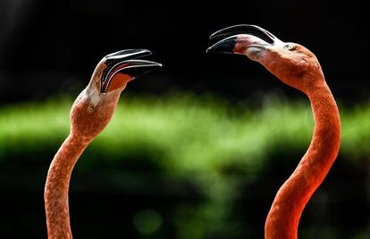 Dos flamencos en el zoo de Dresde (Alemania), el 20 de junio de 2018.