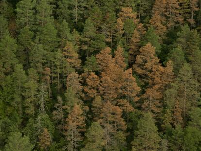 Árboles en Bagà, en Berguedà (Barcelona), el pasado octubre. 