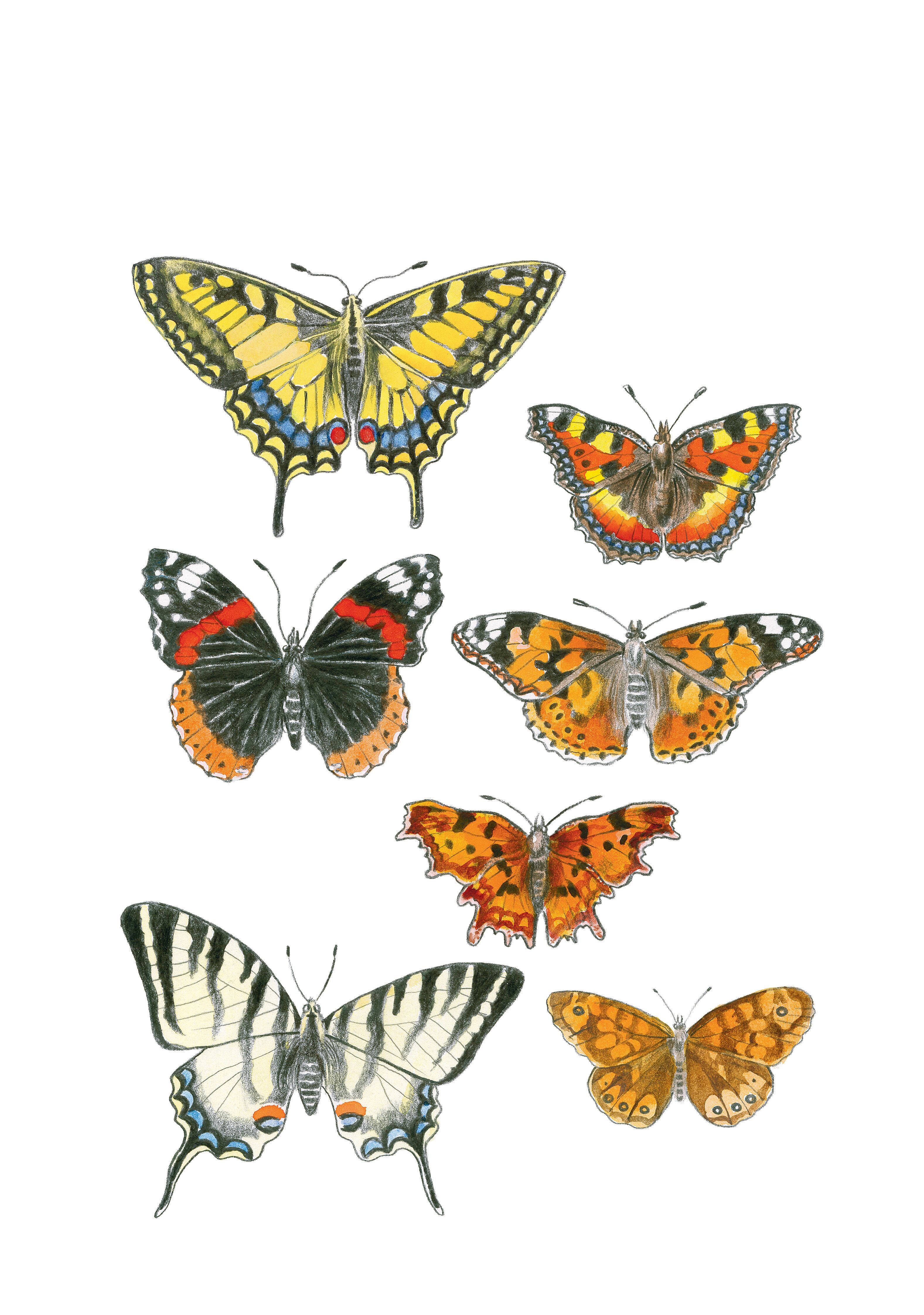 Detalle de las mariposas del jardín, en una imagen de la editorial Errata Naturae.