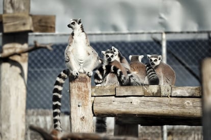 En este centro, situado en la sierra de Madrid, viven prosimios, como este grupo de lémures procedentes de un zoo, simios y otros primates.