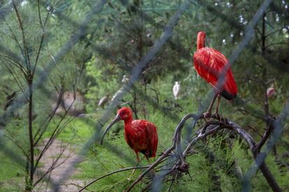 Todos aquellos ejemplares que se encuentren en buenas condiciones para ser trasladados a un “santuario, refugio o equivalente” serán derivados. En la imagen, dos aves son vistas tras la verja de su jaula.