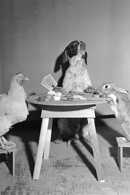 Claro que a saber cómo terminaría esta partida de póker infernal entre un perro, una gallina y un conejo...