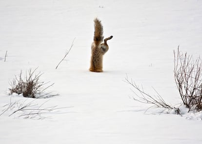 A red fox hunting a mouse under the snow in Park County, Wyoming (United States).