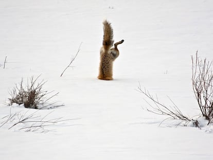 Un zorro rojo cazando un ratón bajo la nieve en el Park County, en Wyoming (Estados Unidos).