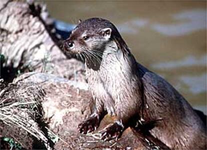 Un ejemplar de nutria.