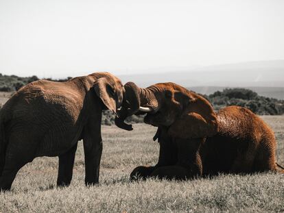 Dos elefantes interactuando en la sabana.