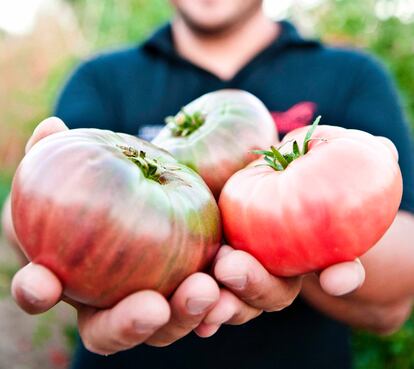 Tomates de Huerta de Carabaña recién recogidos.