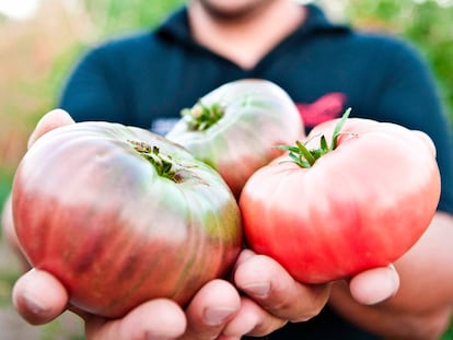 Tomates de Huerta de Carabaña recién recogidos.