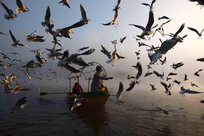 Un hombre da de comer a las aves migratorias en el río Narmanda, en Jabalpur, en el centro de India.