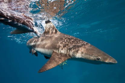 A blacktip reef shark, feeding in the Solomon Islands.