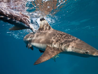 A blacktip reef shark, feeding in the Solomon Islands.