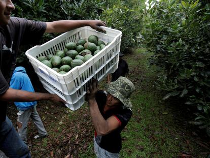 Trabajadores agrícolas cargan cajas de aguacates recién cosechados en un camión en una plantación en el Estado de Michoacán.