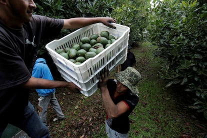 Trabajadores agrícolas cargan cajas de aguacates recién cosechados en un camión en una plantación en el Estado de Michoacán.