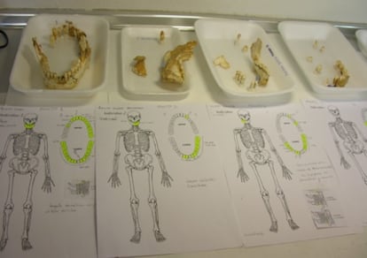 Piezas dentales fósiles de neandertales de la cueva de el Sidrón (Asturias) con sus notas de identificación.