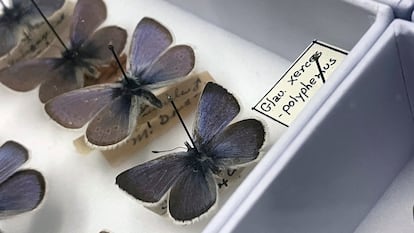 Ejemplares de la mariposa Xerces son exhibidos en la Academia de Ciencias de California en San Frnacisco, el 11 de abril 2024.