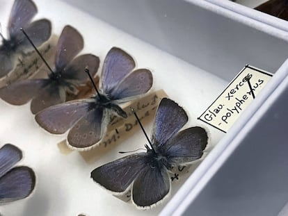 Ejemplares de la mariposa Xerces son exhibidos en la Academia de Ciencias de California en San Frnacisco, el 11 de abril 2024.