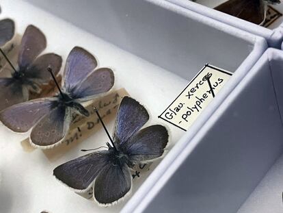 Ejemplares de la mariposa Xerces son exhibidos en la Academia de Ciencias de California en San Frnacisco, el 11 de abril 2024.