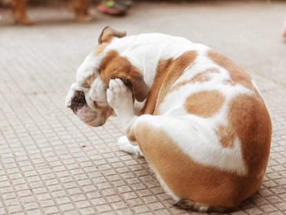 Un perro rascándose. 