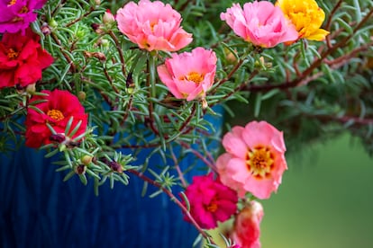 Varias 'Portulaca grandiflora' con flores de varios colores.