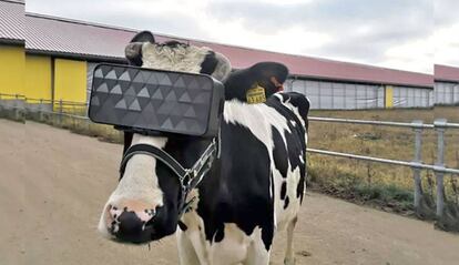 Vacas y realidad virtual.