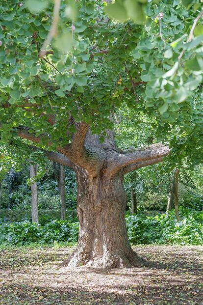 Un ejemplar de ginkgo biloba en el parque de la Fuente del Berro, Madrid.