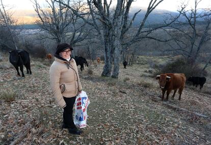 Charo Mantecas, ganadera en Valsaín (Segovia) alimenta a sus vacas avileñas, que en las gelidas noches se cobijan del frío durmiendo entre los zarzales.