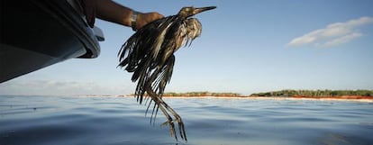 Rescate de un ave afectada por el vertido de petróleo en el golfo de México en una imagen tomada el pasado 26 de junio.