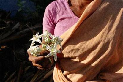 La hindú Rasamma muestra la flor del erukkam y explica cómo su savia aún se utiliza mezclada con leche para matar a las recién nacidas.