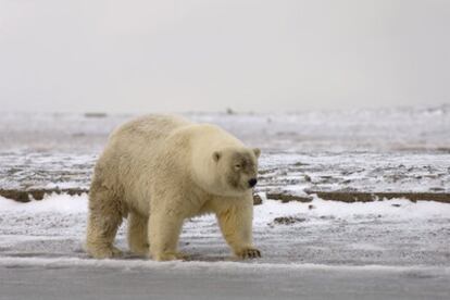 El primer híbrido fue de un oso polar con su lejano primo sureño, el grizzly.