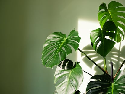 La luz de la nueva casa condiciona dnde colocar las plantas.