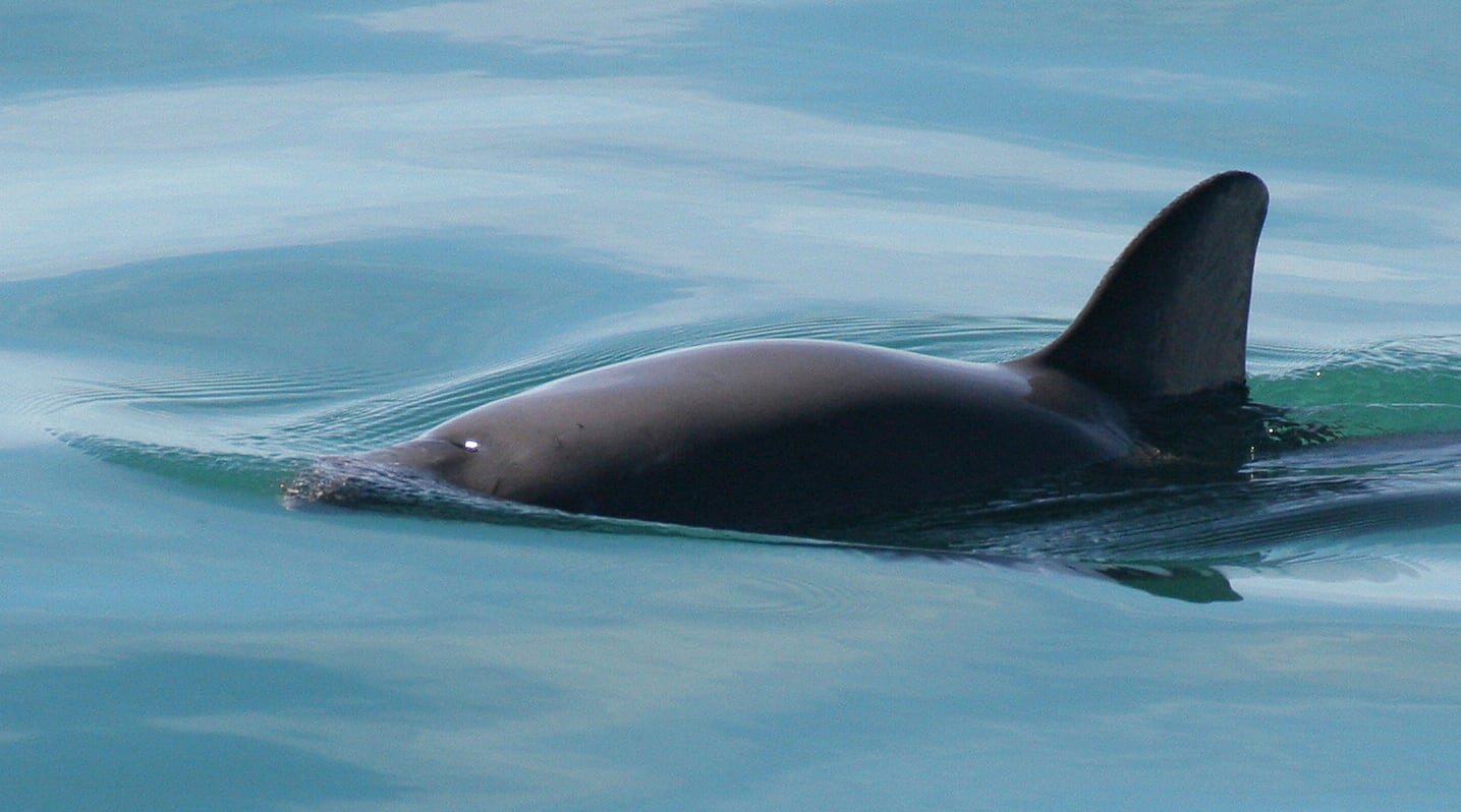 Vaquita marina en las aguas del golfo de California.