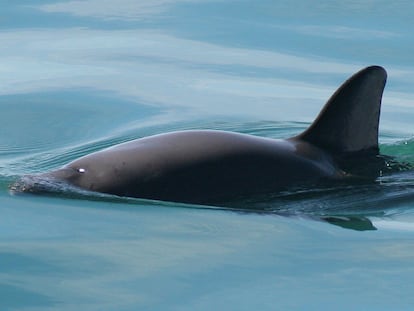 Una vaquita marina en el Golfo de California, el mamífero marino en mayor peligro de extinción.