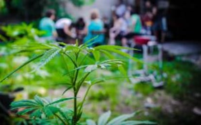 Foto cedida por la Red de Usuarios de Drogas y Consumidores de Cannabis del Uruguay este 30 de enero de 2014, de un cultivo de marihuana en Montevideo (Uruguay).