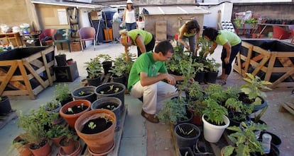 Huerto urbano en la terraza de Radio City, local ubicado en el barrio de Velluters de Valencia.