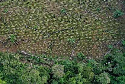 Campo de coca en Guaviare, Colombia