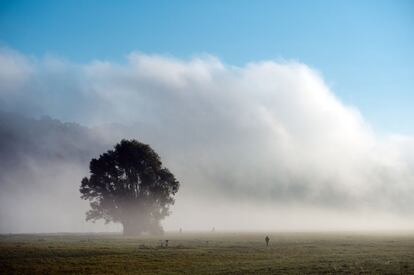 Bancos de niebla sobre un campo en Dresde, Alemania.