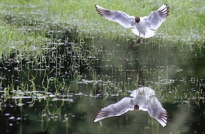 Una gaviota se refleja en una pradera inundada después de fuertes lluvias cerca de Zell, al suroeste de Alemania.