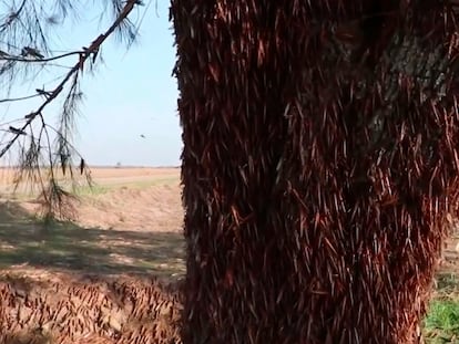 Varias langostas en un campo de cultivo.