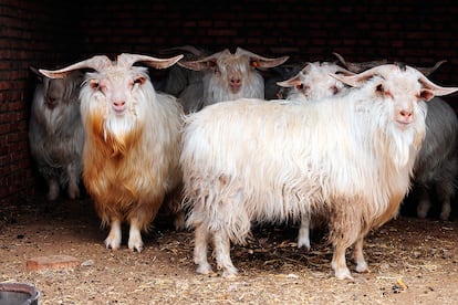 “El cachemir viene de la cabra de Cachemira, original de varios países asiáticos como Mongolia, India y Nepal”.